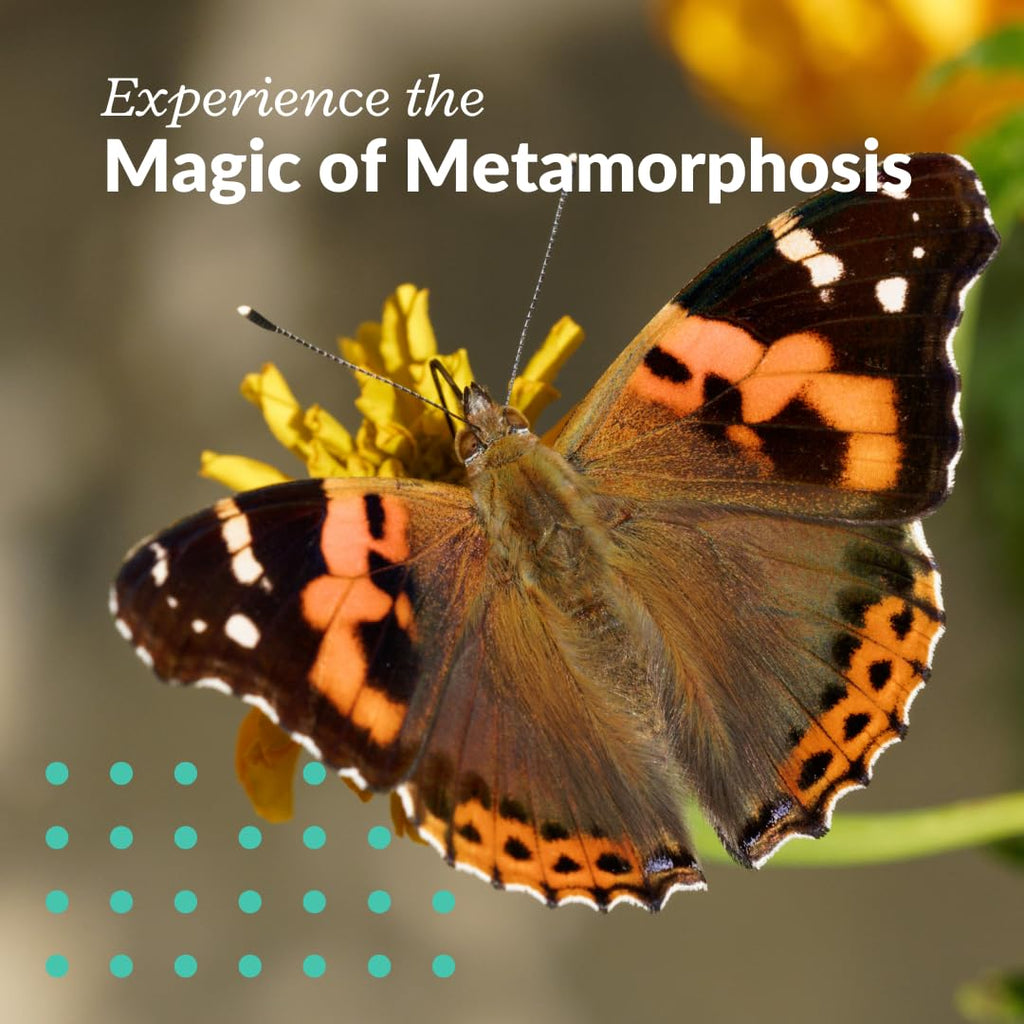 Clearwater Butterfly Company instruction manual detailing the complete metamorphosis process steps.