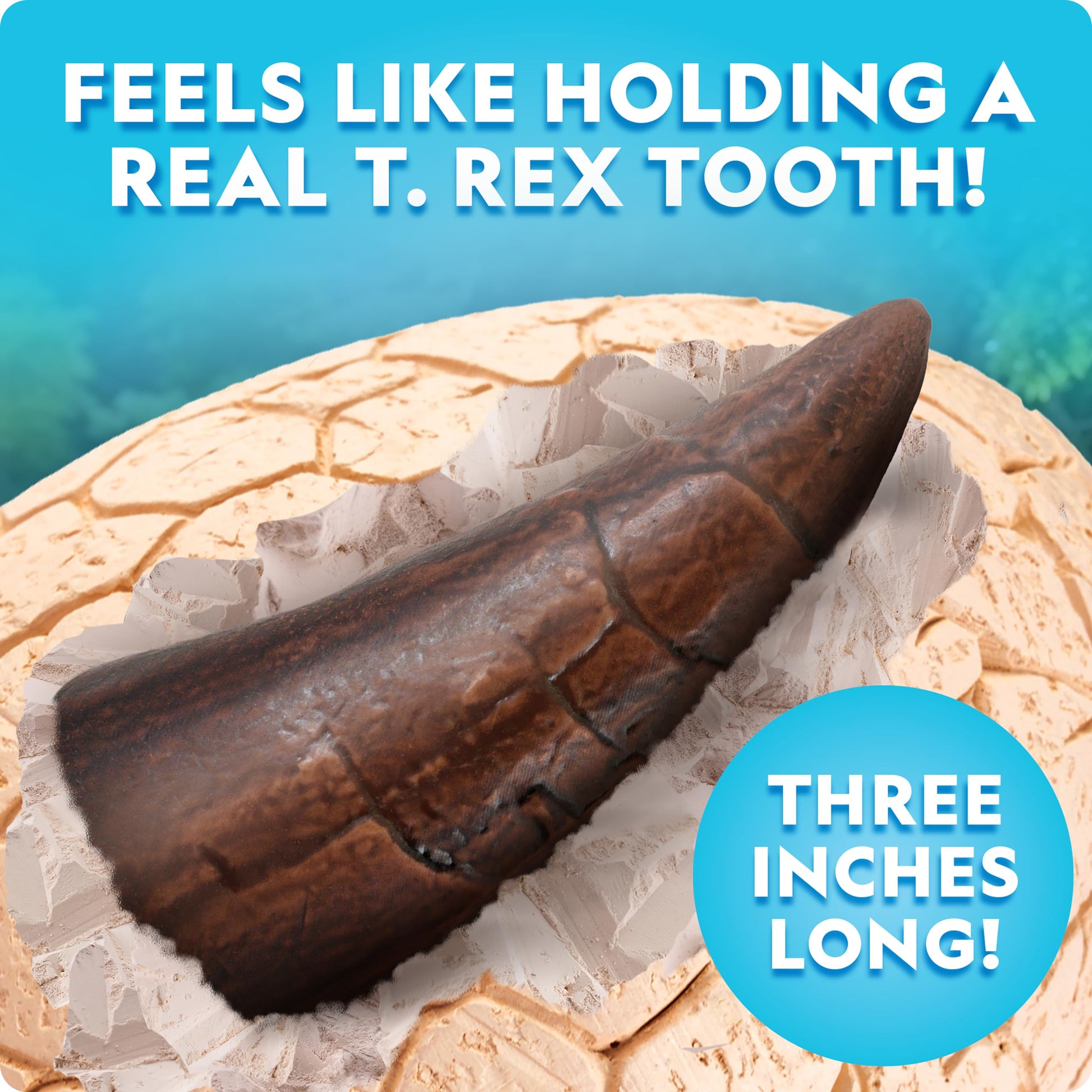 Three inch replica Tyrannosaurus Rex tooth fossil included in the National Geographic science kit