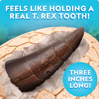 Three inch replica Tyrannosaurus Rex tooth fossil included in the National Geographic science kit
