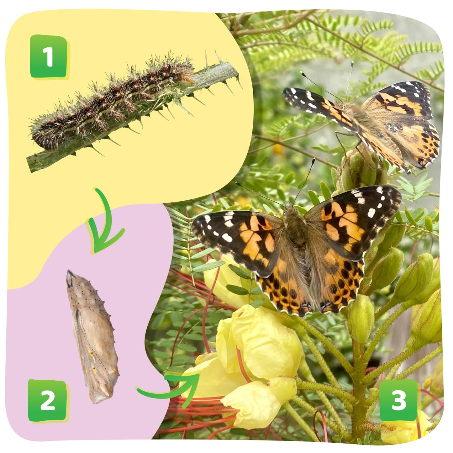 Five baby caterpillars growing inside clear Insect Lore container for classroom project