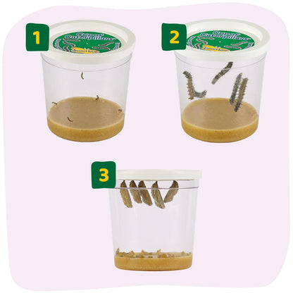 Authentic USA imported Insect Lore caterpillar cup refill setup for home learning