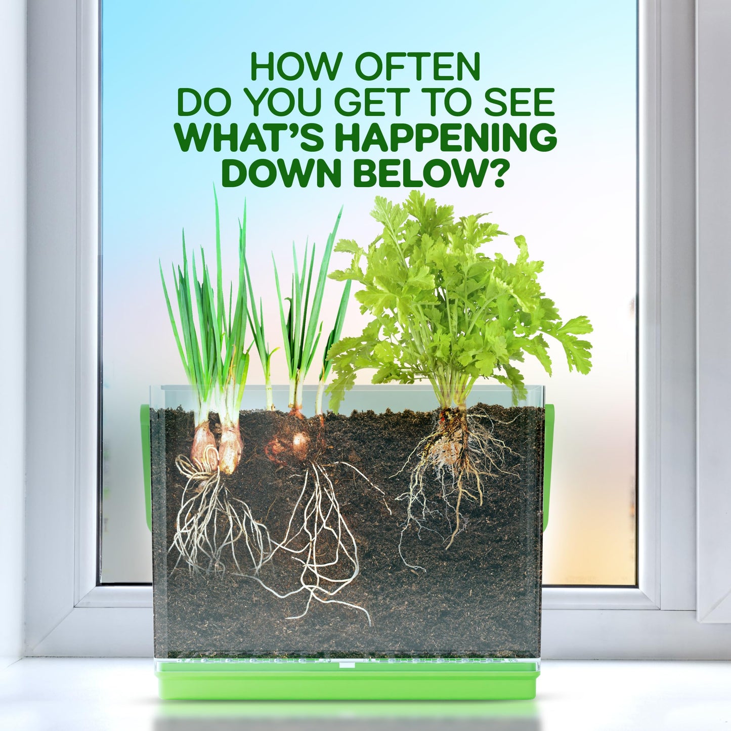 Transparent plant growing toy box showing coriander and spring onion roots developing underground