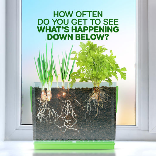 Transparent plant growing toy box showing coriander and spring onion roots developing underground