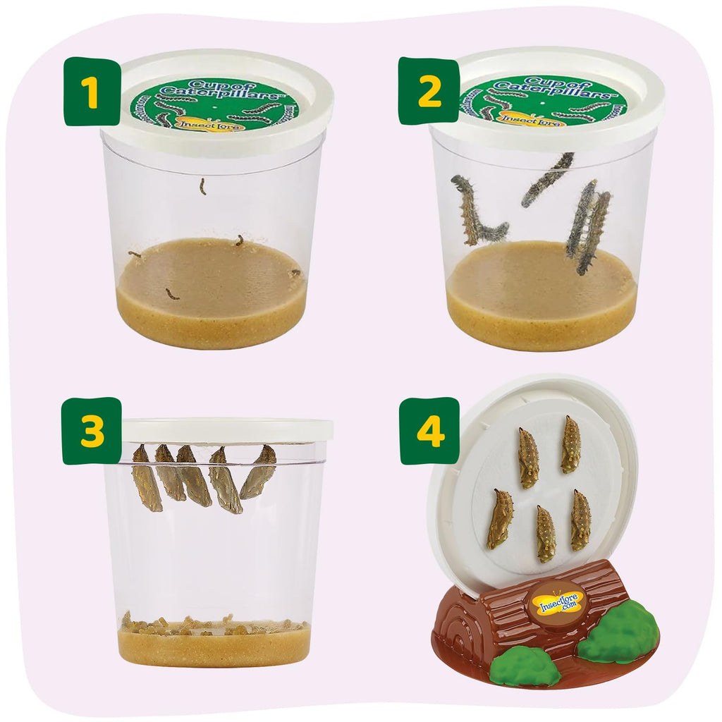 Insect Lore proprietary chrysalis holders supporting cocoons during metamorphosis