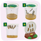 Insect Lore proprietary chrysalis holders supporting cocoons during metamorphosis