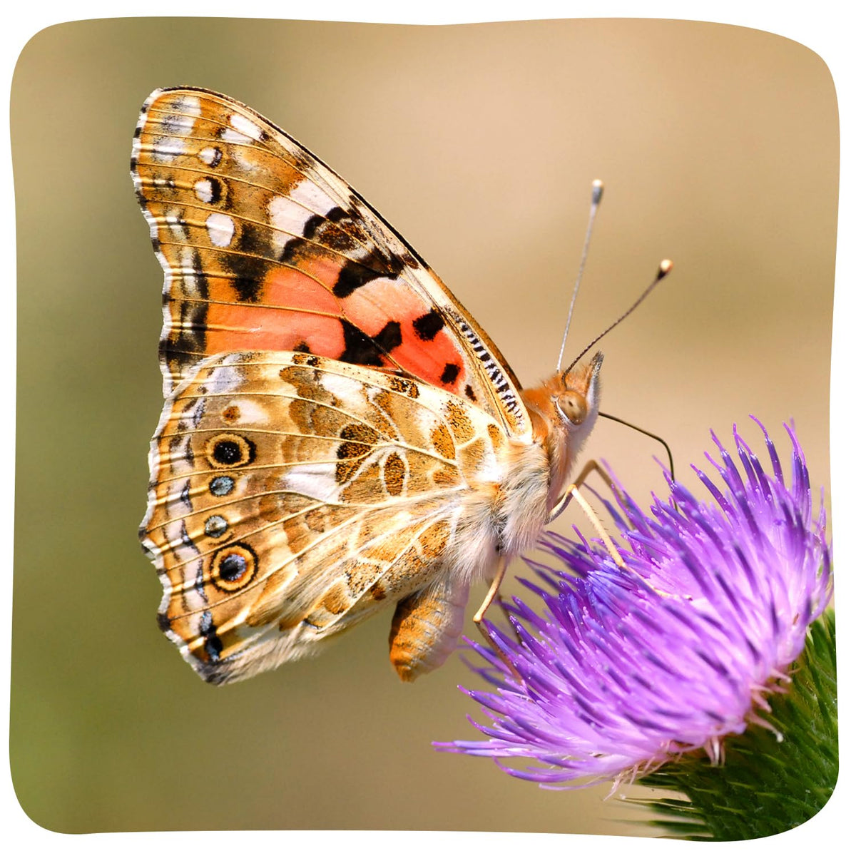 Insect Lore butterfly kit box contents spread out for educational home learning