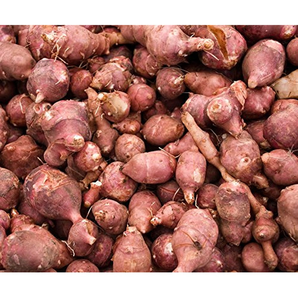 Yumheart Gardens Red Jerusalem Artichoke Tubers front view organic sunchokes for planting.