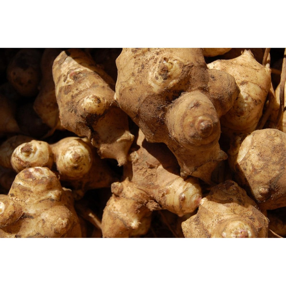 Greenhouse PCA Organic Jerusalem Artichoke Tubers 1 Pound front view package showcasing fresh sunchokes for planting or eating