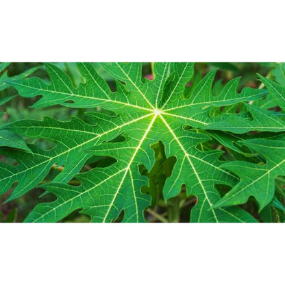 Generic fresh papaya leaf 8 ounce pack front view for herbal wellness
