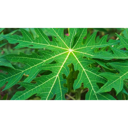Generic fresh papaya leaf 8 ounce pack front view for herbal wellness
