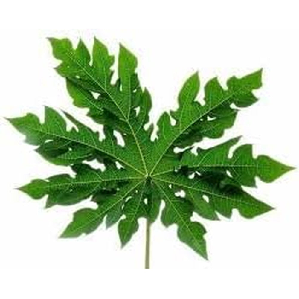 Nature In Bottle Goodluck Ganesha fresh papaya leaf front view