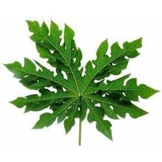 Nature In Bottle Goodluck Ganesha fresh papaya leaf front view