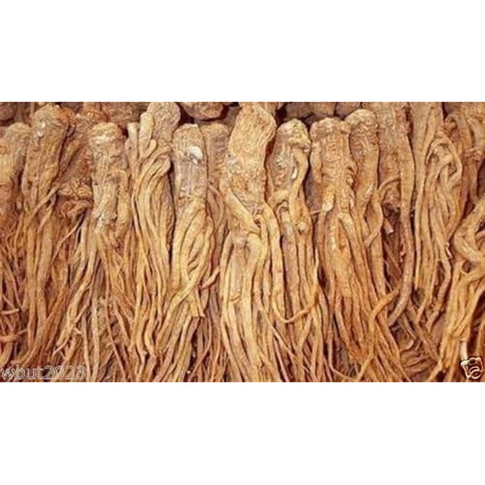 Caribbean Garden Seed Female Ginseng Dong Quai 30 Seeds front package view.