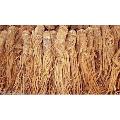 Caribbean Garden Seed Female Ginseng Dong Quai 30 Seeds front package view.
