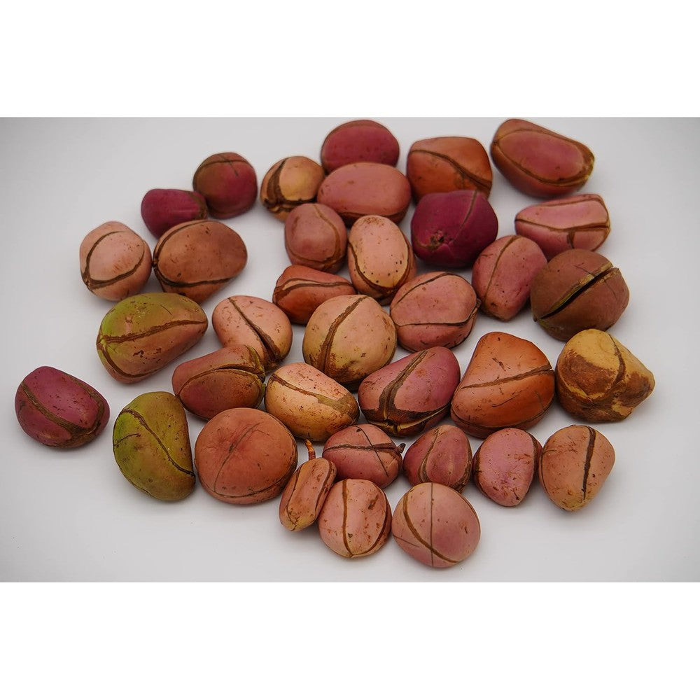 Kola Nutrition 4 Lobe Red Ripe Kola Nuts 8 Ounce front packaging