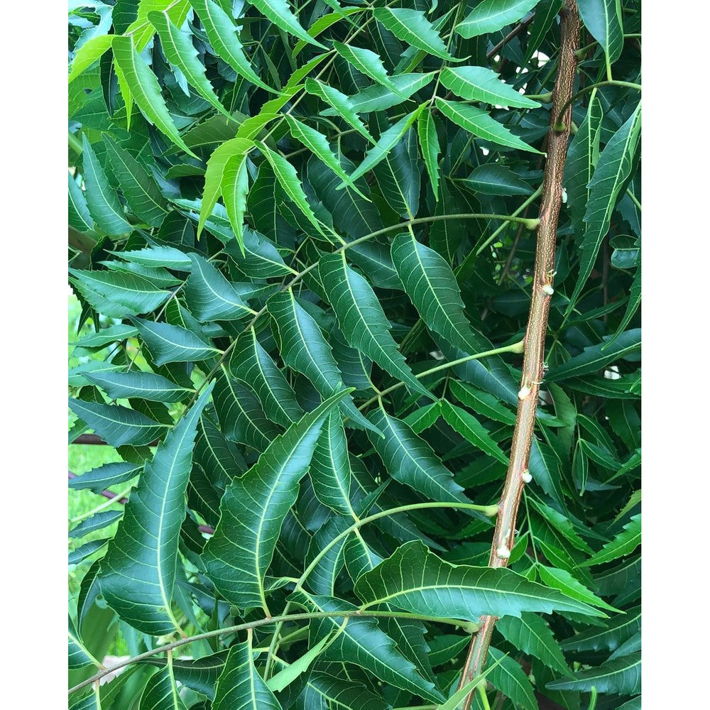 Goodluck Ganesha Fresh Organic Neem Leaves front view