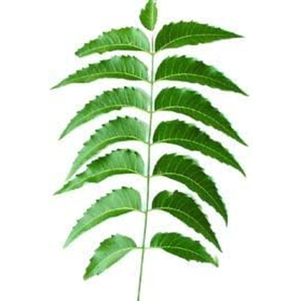 Goodluck Ganesha Fresh Neem 200 Leaves front view