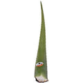 GreenTokri fresh aloe vera leaf front view botanical skin care
