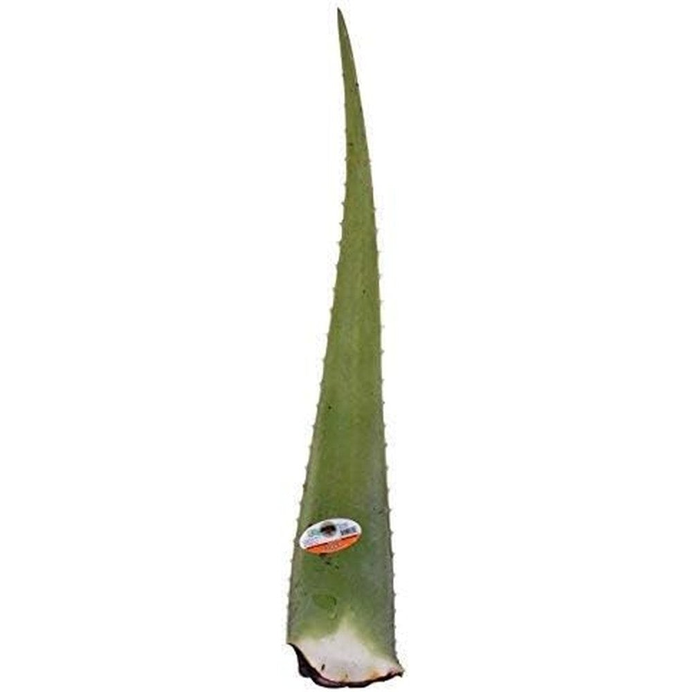 GreenTokri fresh aloe vera leaf for skincare and hair