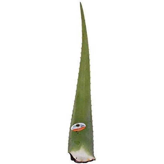 GreenTokri fresh aloe vera leaf for skincare and hair