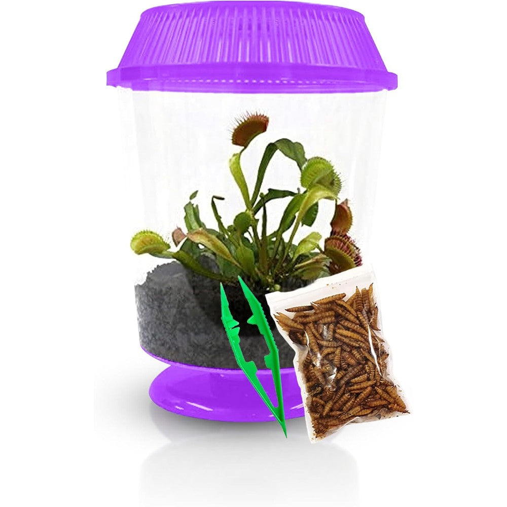 Nature Gift Store Venus Flytrap live plant kit front view showing healthy carnivorous traps inside the purple terrarium.