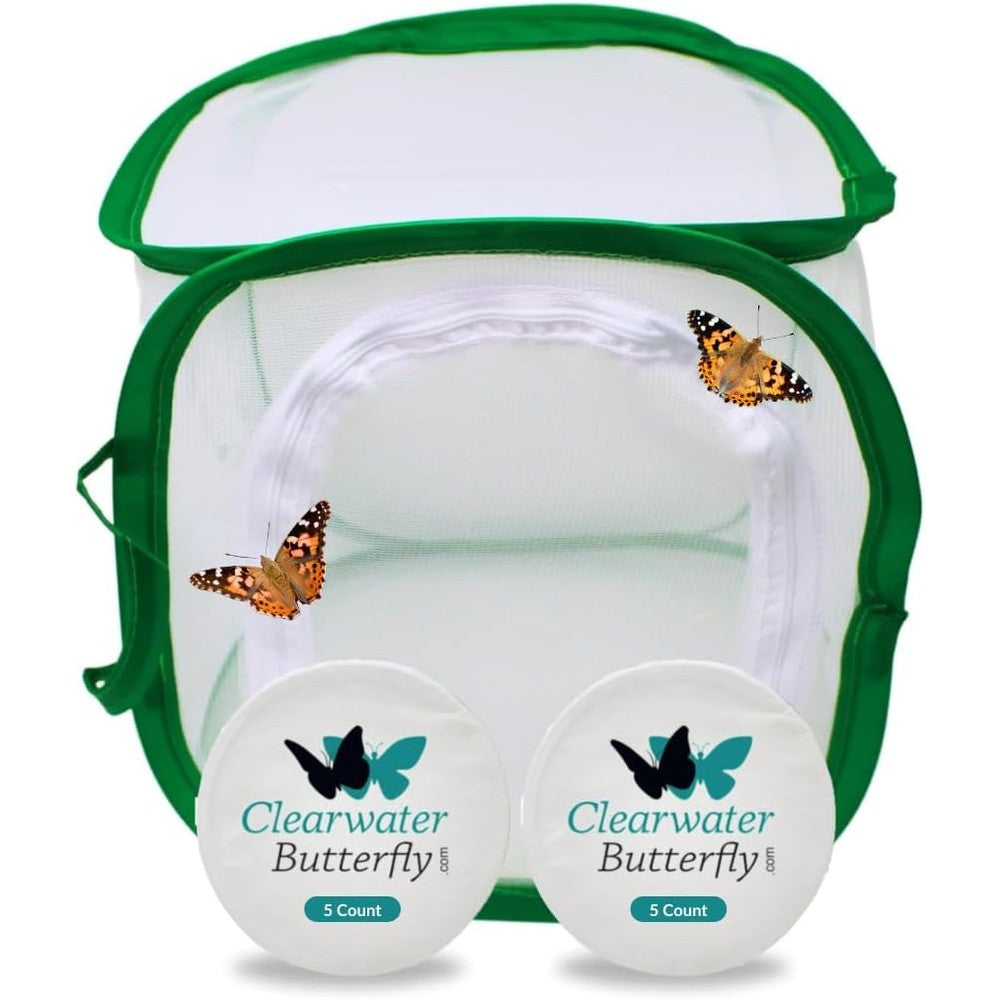 Clearwater Butterfly Company live painted lady growing kit front view showing the complete packaging
