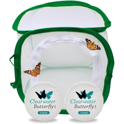 Clearwater Butterfly Company live painted lady growing kit front view showing the complete packaging
