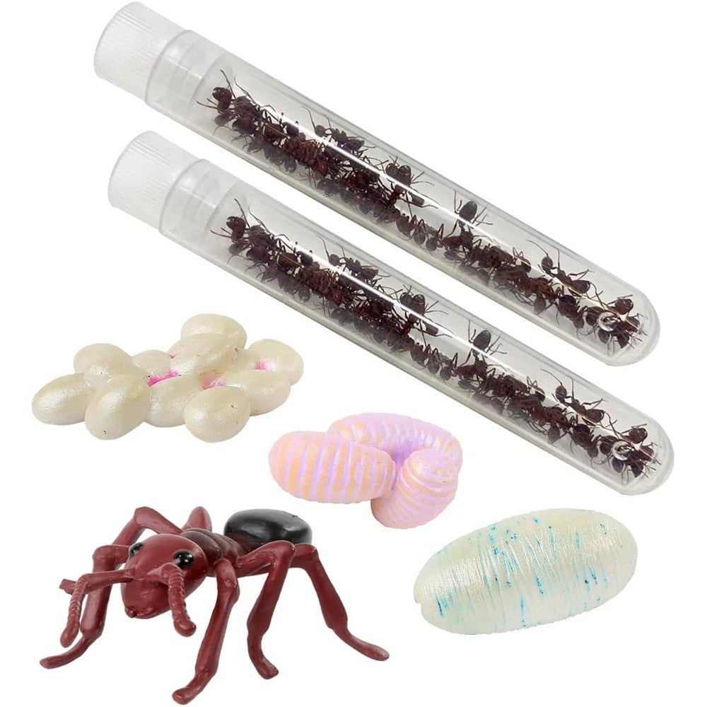 Insect Lore fifty live harvester ants kit packaging front view with tubes