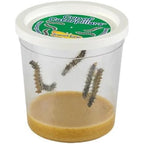 Insect Lore Cup of Caterpillars Basic front view showing live larvae and nutrient food