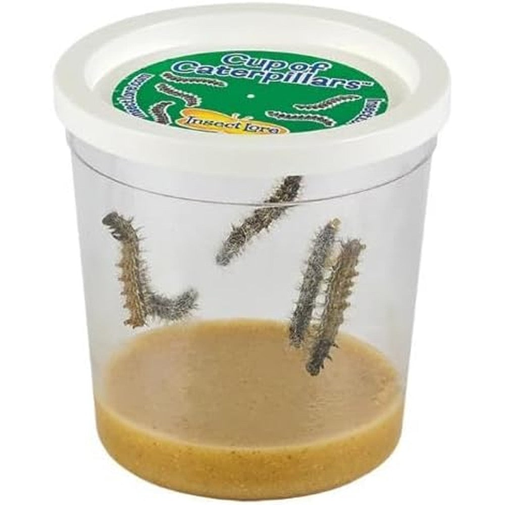 Insect Lore Cup of Caterpillars Basic front view showing live larvae and nutrient food