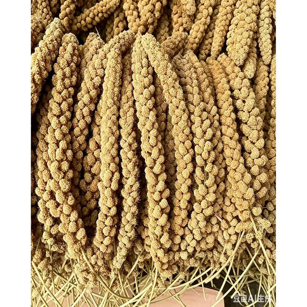 Tinyfield Millet Spray For Birds front view package