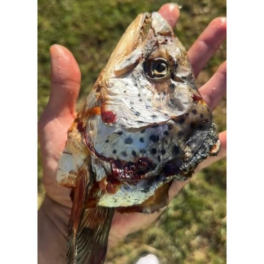 Pawlistic Dehydrated Salmon Head For Cats And Dogs Natural Omega 3 Rich Pet Treat USA Imported