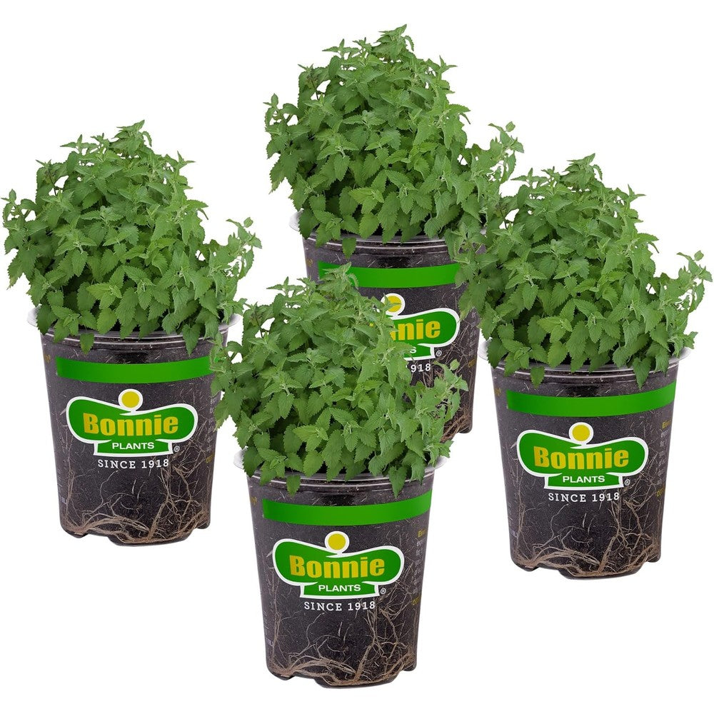 Bonnie Plants catnip live herb plants front view