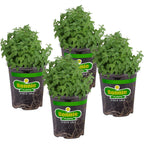 Bonnie Plants catnip live herb plants front view