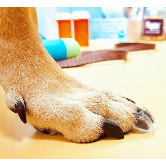 Dr. McHenry's Dog Toe Treads Set Of 24 Adhesive Traction Pads For Large Senior Dogs 60 To 150 Pounds With Cleaning Brush And Adhesive