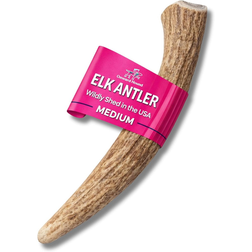 Onward Hound Elk Antler Dog Chew Medium 6 Inch Plus Naturally Shed Grade A PremiumUSA Imported Single Ingredient Long Lasting Dog Treat