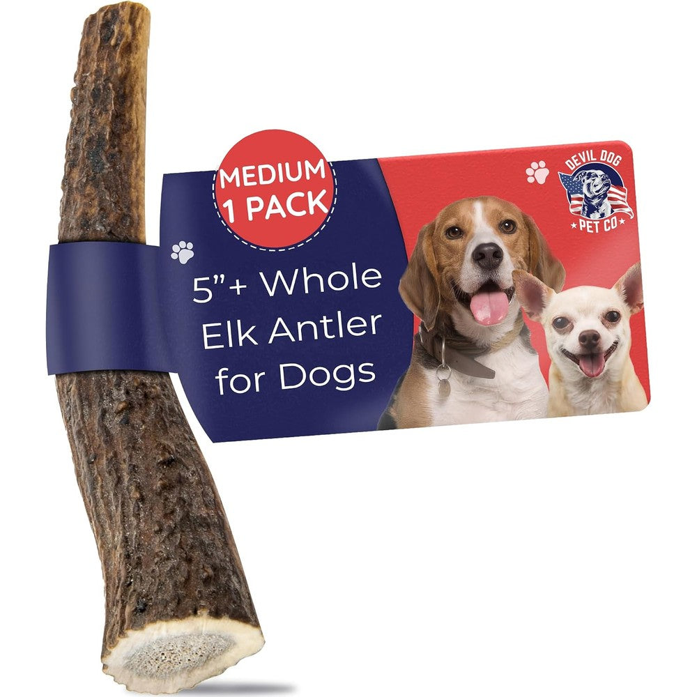 Devil Dog Pet Co Whole Elk Antler Dog Chew Long Lasting All Natural Bone For Aggressive Chewers Sized For Medium Breeds Five Inches And Larger
