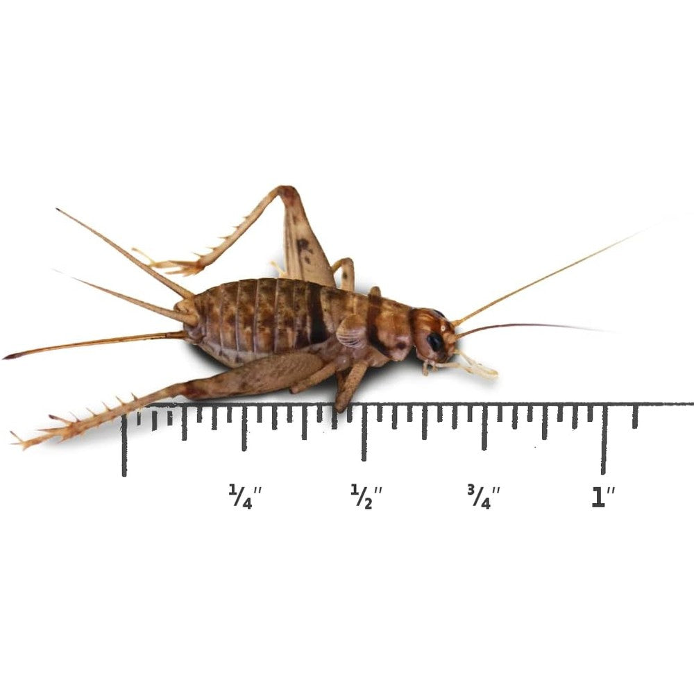 Joshs Frogs banded feeder crickets front view package