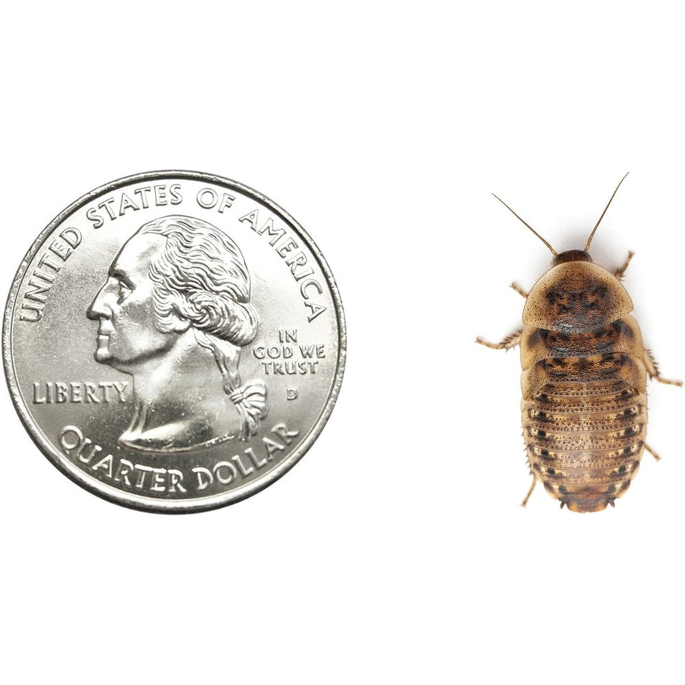 Dubia Roaches medium size feeder insects front view package