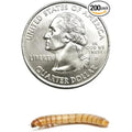Dubia Roaches Large Live Mealworms Nutritious Feeder Insects For Reptiles And Chickens 200 Count - Image 1
