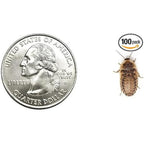 Dubia Roaches live small half inch feeder insects front view commercial packaging