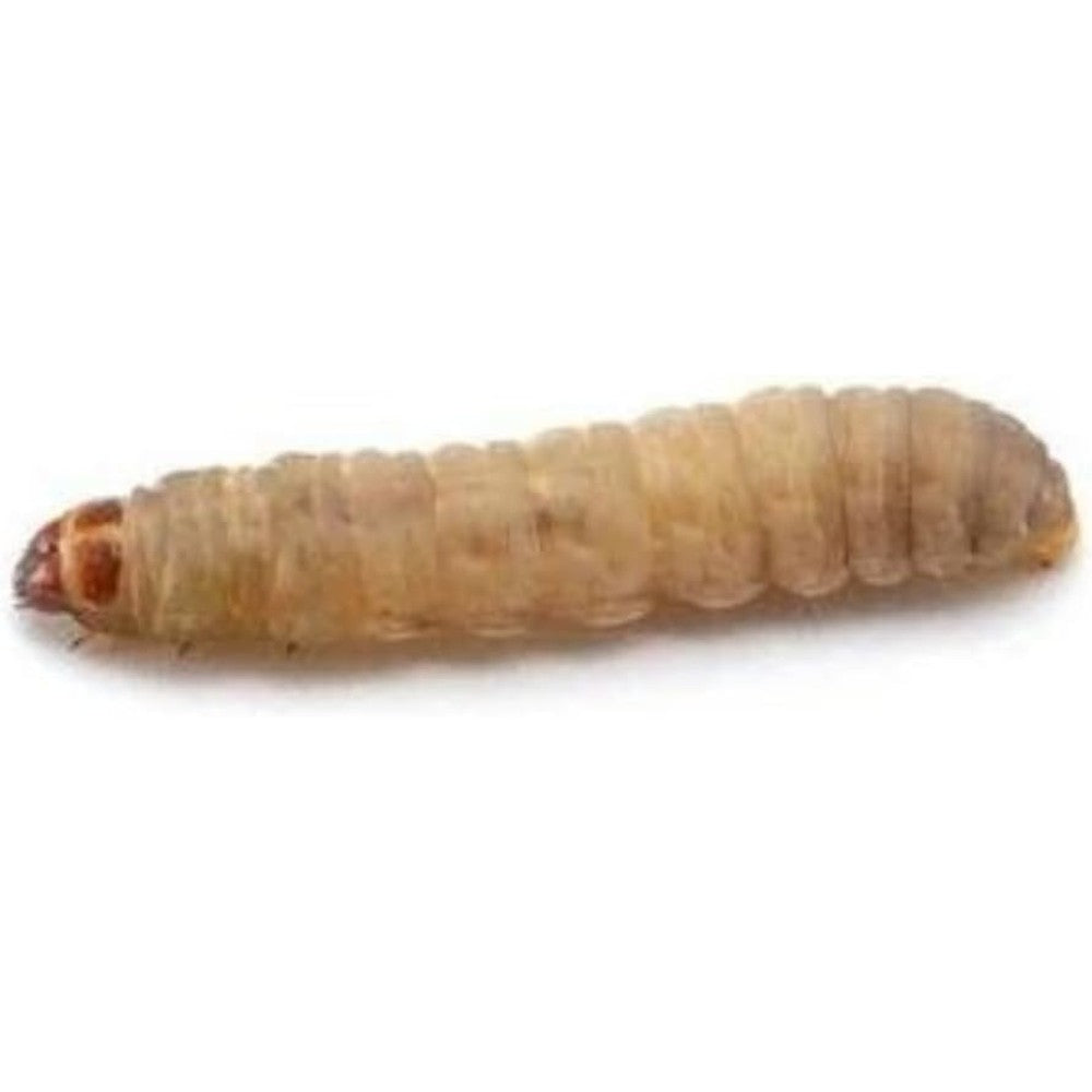 DubiaRoaches High Protein Live Waxworms For Reptiles Amphibians And Birds Nutrient Rich Soft Bodied Pet Treats Fifty Count Pack - Image 1