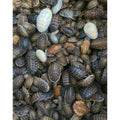 Dubia Roaches large live feeder insects front view pack of 200 count