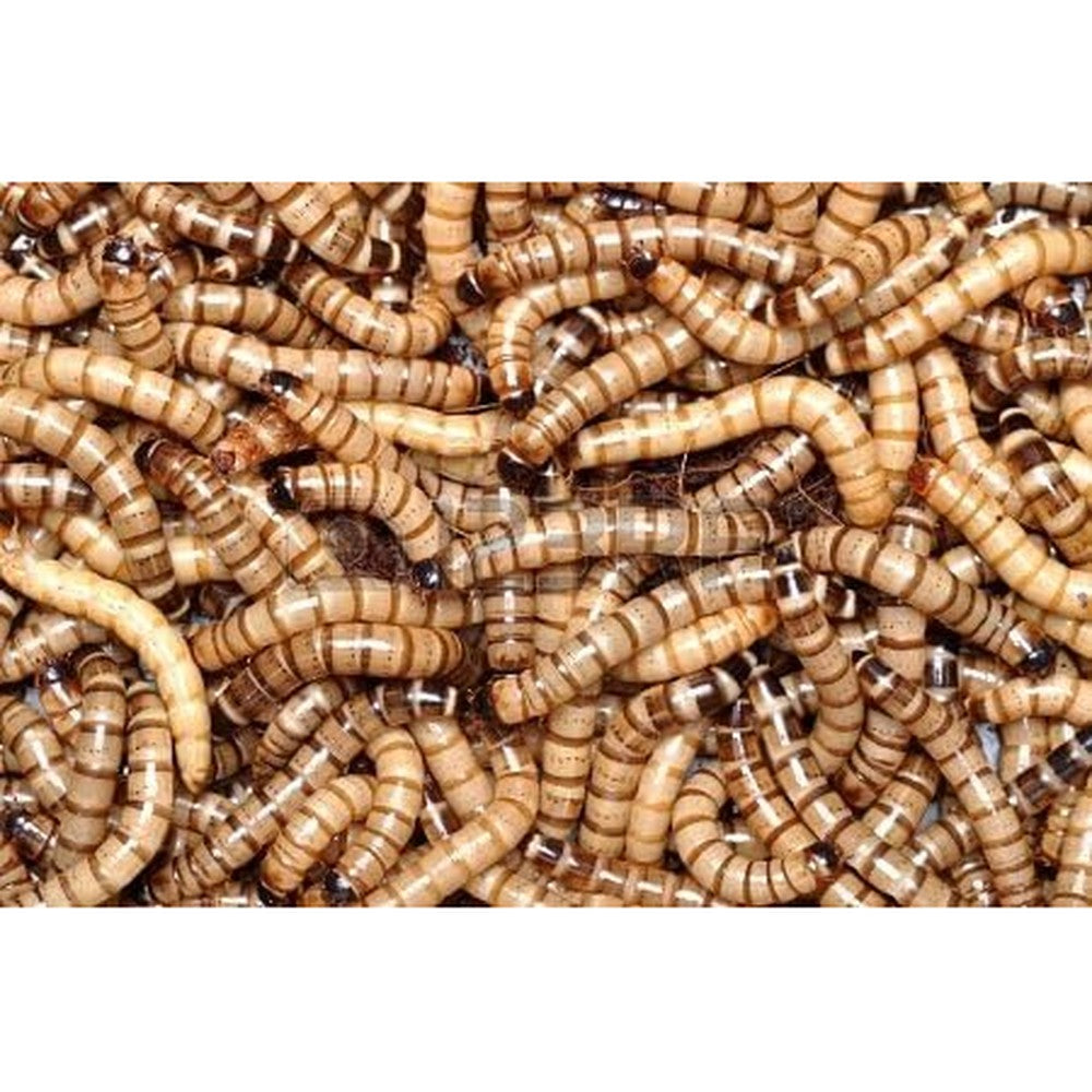 Animal Specialties live superworms front view high protein pet food