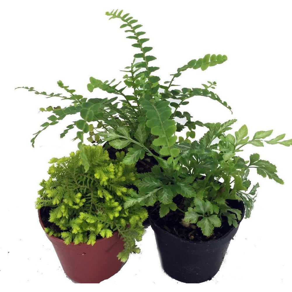 Hirt's Gardens Mini Ferns For Terrariums And Fairy Gardens - Three Different Live Miniature Fern Plants In Two Inch Nursery Pots