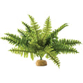 Exo Terra Boston Fern Terrarium Plant front view terrarium decoration