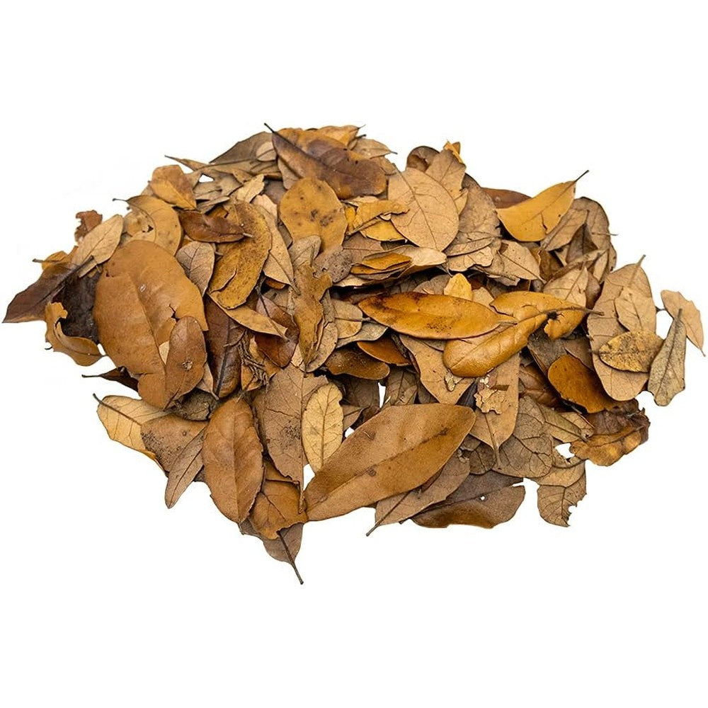 XYZReptiles live oak leaf litter substrate bag front view