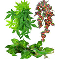 Katumo reptile plants front view showing assorted green and red foliage