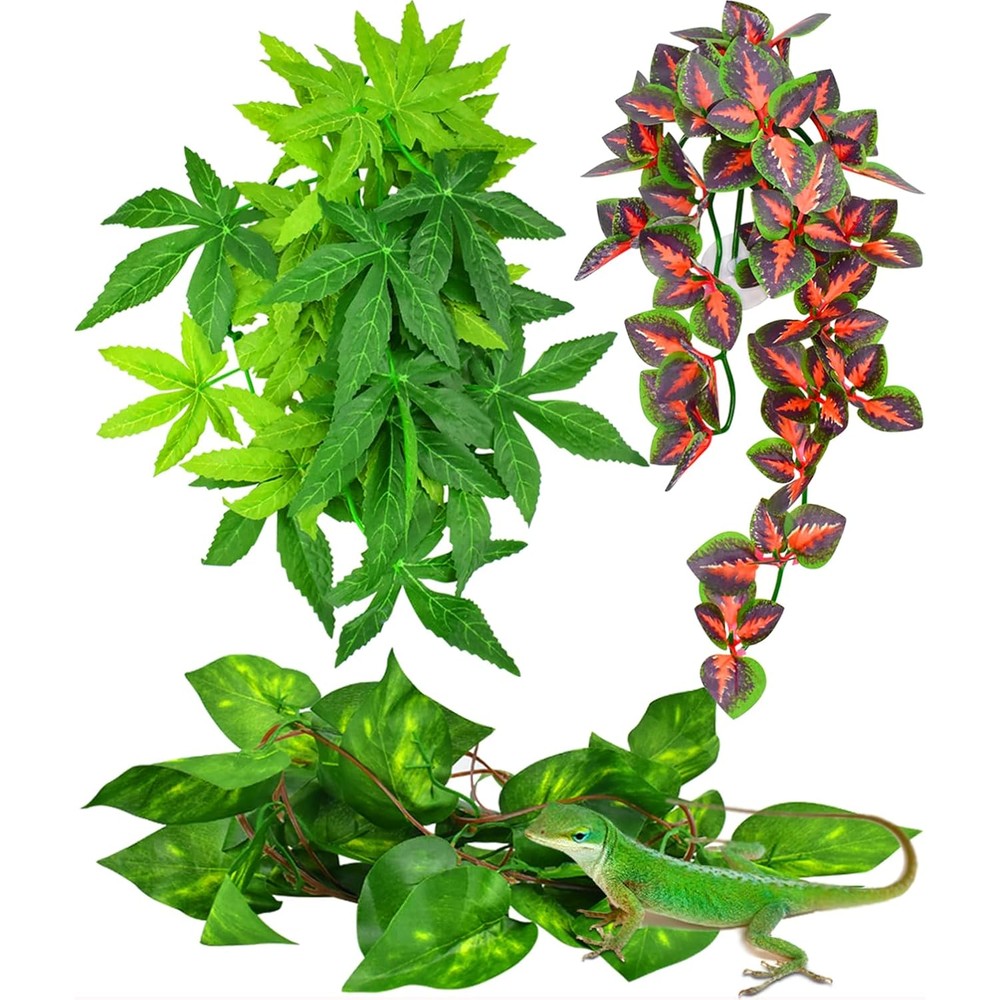 Katumo reptile plants front view showing assorted green and red foliage