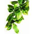Exo Terra plastic terrarium plant front view